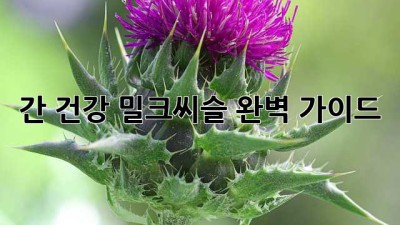 간 건강 밀크씨슬 완벽 가이드